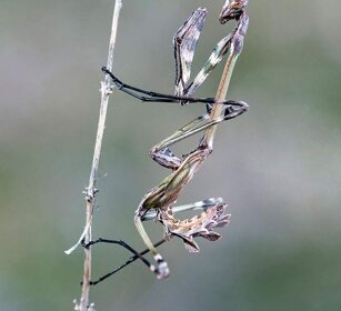 Mantide fasciata (Empusa fasciata) Conehead East Mantis