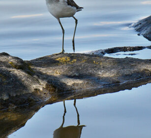Pantana (Tringa nebularis), Green-shank lago Awasa, lake Awasa
