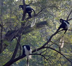 Guereza bianco e neri (Colobus guereza) Abyssinian Black-and-white Colobus monkeys, lago Awasa, lake Awasa