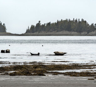 Seals during a low tide Bic NP