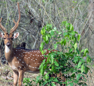 Cervo pomellato (Axis axis), Chital Nagarhole NP, Karnataka