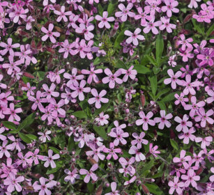 Saponaria rossa (Saponaria ocymoides)