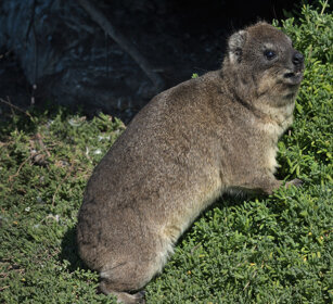 Procavia (Procavia capensis), Rock Hyrax Hermanus
