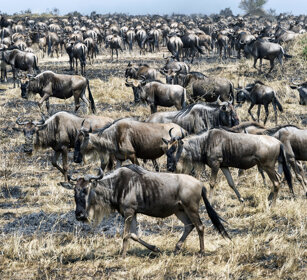 migrazione degli Gnu, Gnu migration parco nazionale del Serengeti, Serengeti NP