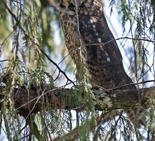 Gufo abissino (Asio abyssinicus), Abyssinian Owl Dinsho forest