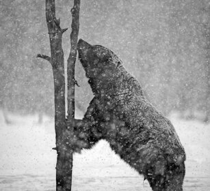 Orso bruno, Brown Bear Finlandia, Finland