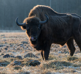 Bisonte europeo (Bison bonasus), European Bison Polonia, Poland