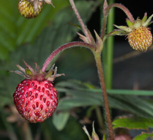 Lamponi (Rubus idaeus), Raspberries