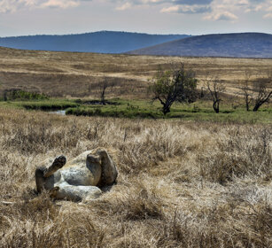 Leone addormentato (Panthera leo), sleeping Lion parco nazionale del Serengeti, Serengeti NP