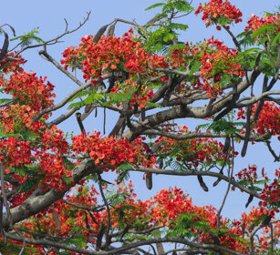 Gulmohar (Delonix regia) Mysore, Karnataka