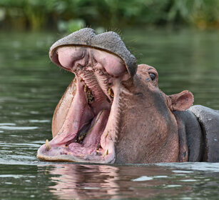 Ippopotamo Uganda
