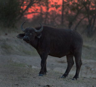 Bufalo africano (Syncerus caffer) PN Kruger, Kruger NP