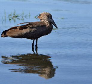 Umbretta (Scopus umbretta), Hamerkop lago Zway, lake Zway