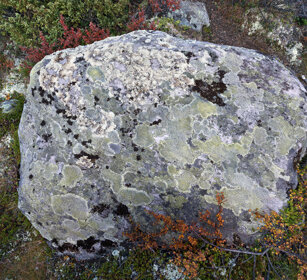 roccia, rock parco nazionale di Dovrefjell, Dovrefjell NP