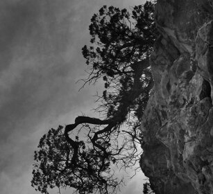 olivastri, wild olive-trees Sardegna, Sardinia
