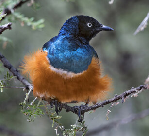 Storno superbo (Lamprotornis superbus) Superb Starling, Tarangire NP