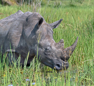 Rinoceronte bianco Uganda