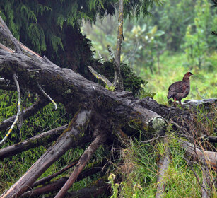 Francolino collocastano, Pternistis castaneicollis Chestnut-naped Francolin, Dinsho forest