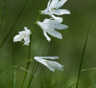 Giglio di monte (Paradisea liliastrum)