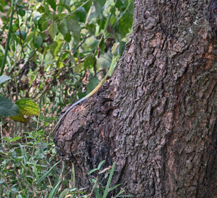 Agama testablu Uganda