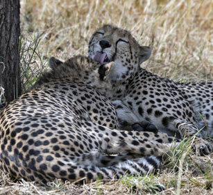 Ghepardi (Acinonyx jubatus), Cheetahs parco nazionale del Serengeti, Serengeti NP
