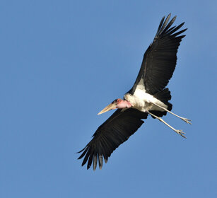Marabù (Leptoptilos crumeniferus) Marabou Stork lago Awasa, lake Awasa