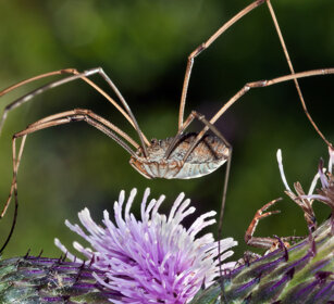 Opilione (Phalangium opilio), Daddy Longlegs