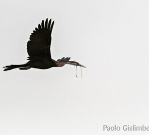Aninga africana (Anhinga rufa), African Darter lago Zway, lake Zway