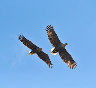 Aquile di mare, White-tailed Eagles Norvegia, Hornoia. Norway, Hornoia
