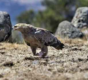 Aquila rapace (A. rapax), Tawny Eagle Simien mountains