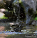 Merlo (Turdus Merula), Blackbird Castelletto Merli (Al)