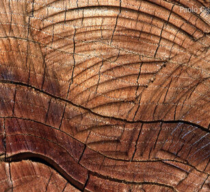 Ceppo, stump Cantalupa (To), Piemonte