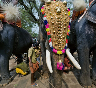 Pooram Elephant Festival 2010 Thrissur, Kerala