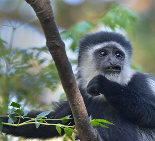 giovane Guereza bianco e nero (Colobus guereza) juvenile Abyssinian Black-and-white Colobus monkey, lago Awasa, lake Awasa