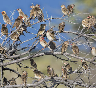Quelea (Quelea quelea), Red-billed Queleas Etosha NP