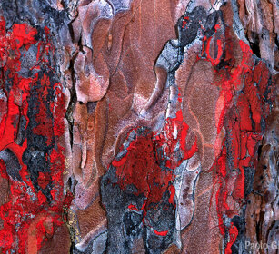 Corteccia con vernice rossa, bark with red paint Cantalupa (To), Piemonte