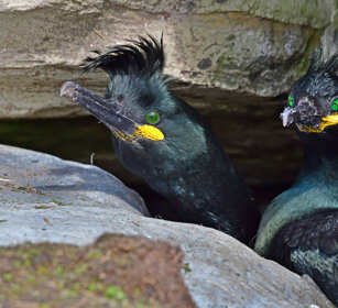 Marangoni dal ciuffo, Shags Norvegia, Hornoia. Norway, Hornoia Marangoni dal ciuffo, Shags Norvegia, Hornoia. Norway, Hornoia