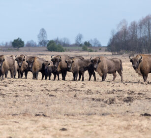 Bisonti europei (Bison bonasus), European Bisons Polonia, Poland