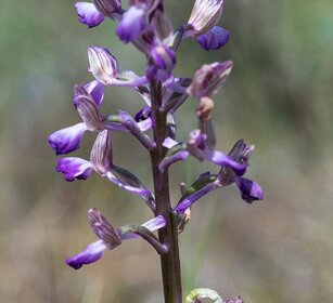 Orchide minore (Anacamptis morio) Green-winged orchid