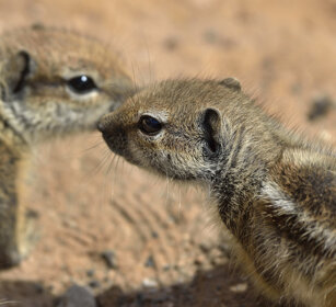 Xeri del Nord Africa juv. (Atlantoxerus getulus) Barbary Ground Squirrels, Fuerteventura