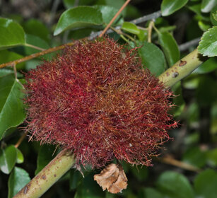 galla di Rosa canina, dog rose gall