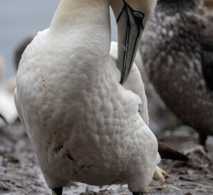 Gannet Bonaventura island, Gaspesie NP