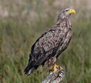 Aquila di mare (Haliaeetus albicilla) White-tailed Eagle Aquila di mare (Haliaeetus albicilla) White-tailed Eagle
