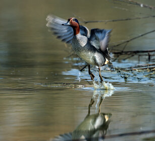Alzavola (Anas crecca), Teal Racconigi (Cn), Piemonte, Piedmont