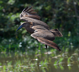 Umbretta (Scopus umbretta), Hamerkop lago Zway, lake Zway