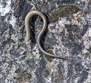 Scinco occhi di serpente Ablepharus kitaibelli, European Copper Skink