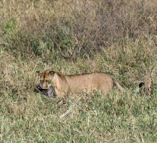 Leonessa con preda (Panthera leo) Lioness with prey, Serengeti NP