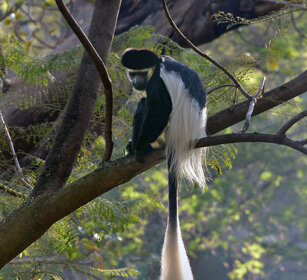 Guereza bianco e nero (Colobus guereza) Abyssinian Black-and-white Colobus monkey, lago Awasa, lake Awasa