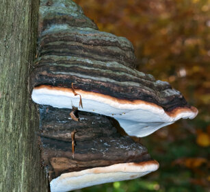 Poliporo appianato (Ganoderma applanatum)