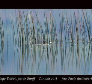 canne palustri, marsh reeds lago Talbot, Talbot lake, Canada canne palustri, marsh reeds lago Talbot, Talbot lake, Canada